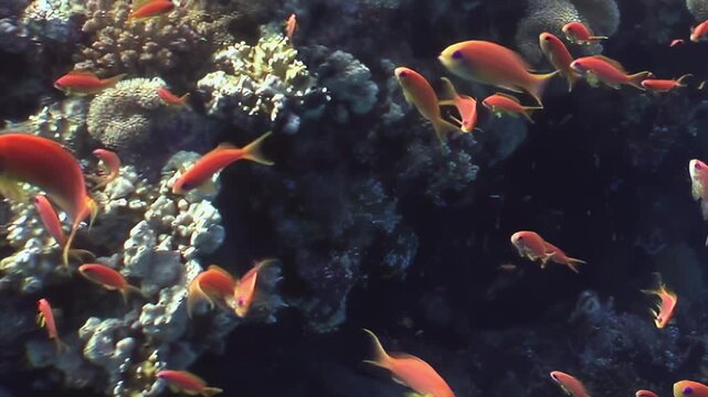 Scarlet orange fish gracefully navigate the intricate structures of a vibrant coral reef.