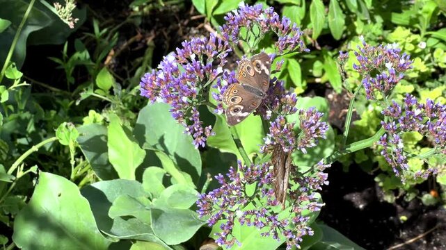 4K HD video of a male Buckeye Butterfly on purple flowers next to a female Buckeye Butterfly. View from above.
