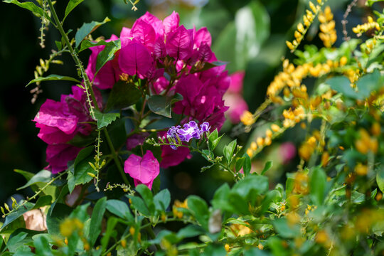 Vibrant magenta bougainvillea and purple duranta flowers in a lush tropical garden