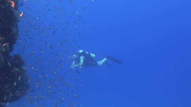 Scuba diver glides gracefully alongside vibrant coral reef, surrounded by shimmering school of small, colorful fish. Deep blue ocean water creates peaceful, immersive experience during daylight.