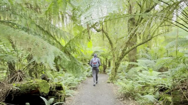 man dventurer walks along a wild trail overgrown with tree ferns, heading toward Beauchamp Falls, surrounded by lush vegetation in Great Otway National Park, Victoria, Australia