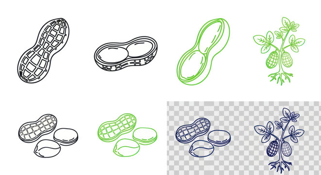 Peanut Plant and Shell Illustrations: Line Art and Color Sketches