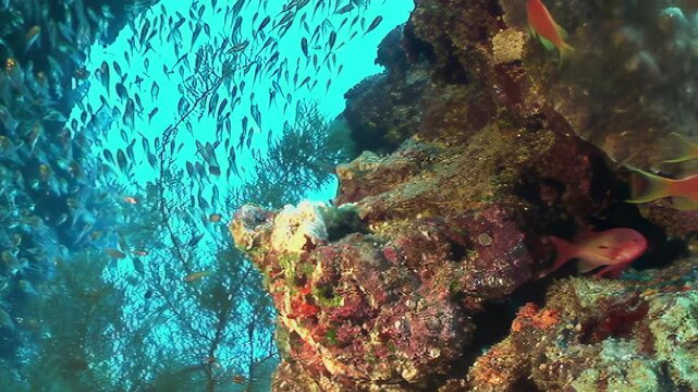 Breathtaking underwater spectacle unfolds as countless tiny reef fish swirl gracefully around vibrant coral formation. Few radiant orange fish add bursts of color, basking in tranquil sunlit ocean.