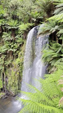 Beauchamp Falls surrounded by lush ferns, hidden deep in the temperate rainforest of Great Otway National Park, Beauchamp Falls Walking Track, Beech Forest, Victoria, Australia