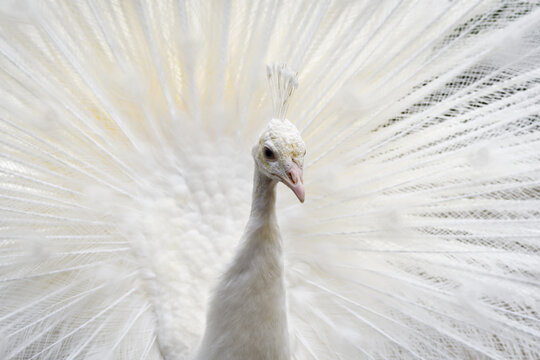 Close-up of a white peacock (Pavo cristatus) showing its impressive tail display with a gentle head turn. Rare albino-like bird