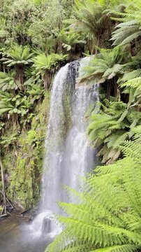 Beauchamp Falls surrounded by lush ferns, hidden deep in the temperate rainforest of Great Otway National Park, Beauchamp Falls Walking Track, Beech Forest, Victoria, Australia