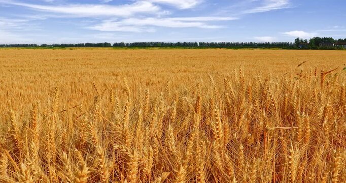 Golden ripe wheat field under a clear blue sky during harvest season