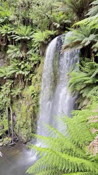 Beauchamp Falls surrounded by lush ferns, hidden deep in the temperate rainforest of Great Otway National Park, Beauchamp Falls Walking Track, Beech Forest, Victoria, Australia