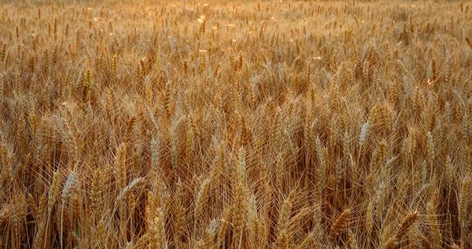 Close-up of ripe golden wheat ears in a field at sunset during harvest season