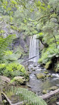 Beauchamp Falls surrounded by lush ferns, hidden deep in the temperate rainforest of Great Otway National Park, Beauchamp Falls Walking Track, Beech Forest, Victoria, Australia