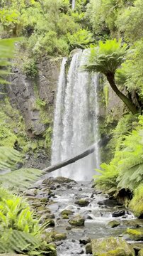 Beauchamp Falls surrounded by lush ferns, hidden deep in the temperate rainforest of Great Otway National Park, Beauchamp Falls Walking Track, Beech Forest, Victoria, Australia