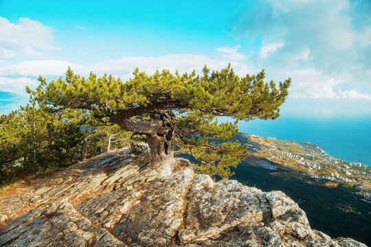 Dramatic Coastal Landscape With Lone Tree. Scenic Rocky Cliffs Overlooking Bays With Moody Skies