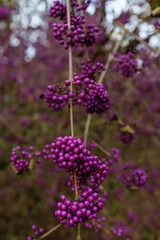 Fototapeta premium Close up of purple berries with shallow depth of field