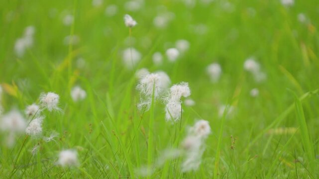 250712長野県カヤの平北ドブ湿原のニッコウキスゲ