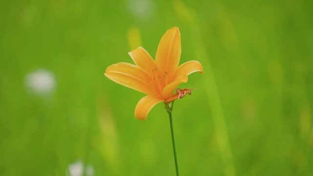 250712長野県カヤの平北ドブ湿原のニッコウキスゲ