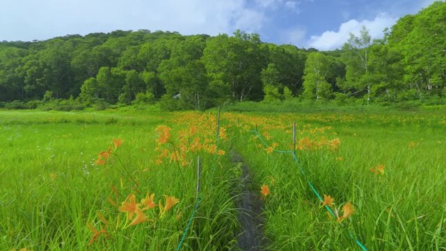 250712長野県カヤの平北ドブ湿原のニッコウキスゲ