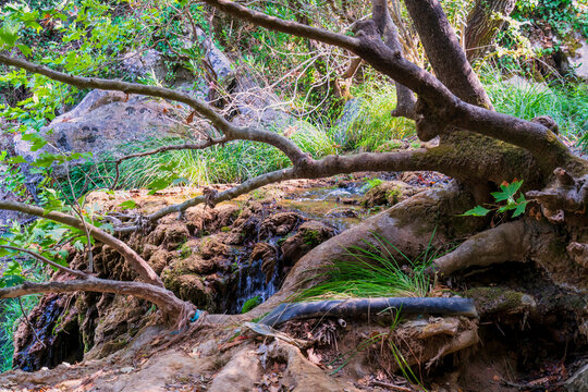 Forest Stream and Tree Roots at Polylimnio Waterfalls Greece