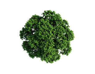 Obraz premium Top-down view of a dense, rounded green tree against a black background