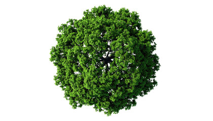 Fototapeta premium Overhead view of a dense, green leafy tree against a black backdrop