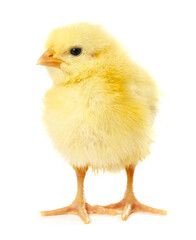 Obraz premium Cute yellow chick on white background. Baby animal