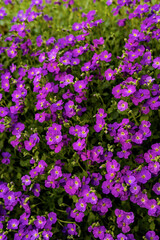 Fototapeta premium Blossom on purple rock cress
