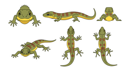 Fototapeta premium A set of colorful lizard illustrations in various poses on a white background