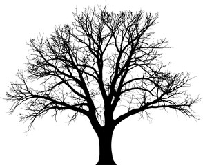 Obraz premium Leafless tree silhouette