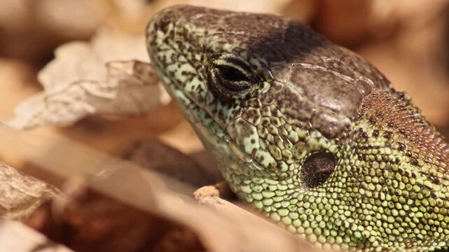 Macro slow-motion wildlife footage of a sand lizard (Lacerta agilis) resting in dry leaves while repeatedly licking its nose and upper jaw with its tongue. Extreme close-up head portrait.