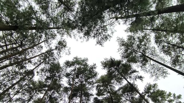 Tall pine trees rising upward forming silhouette resembling dog shape against sky.