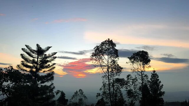 Golden morning dawn breaks through mist behind silhouettes of tall coniferous trees