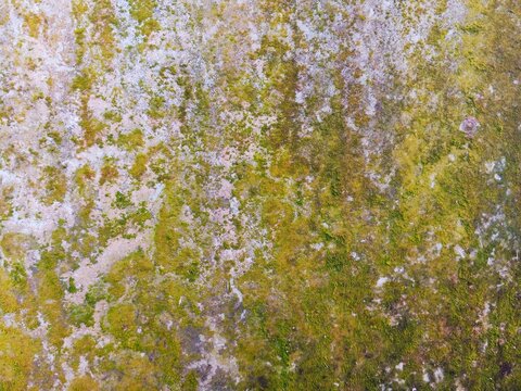 Close-up of moss growing on a weathered concrete surface, forming natural green patterns. The rough texture and damp appearance create an organic abstract background with earthy tones and detail