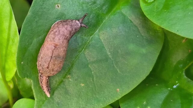 Macro photograph of brown slug crawling slowly across vibrant green leaf surface