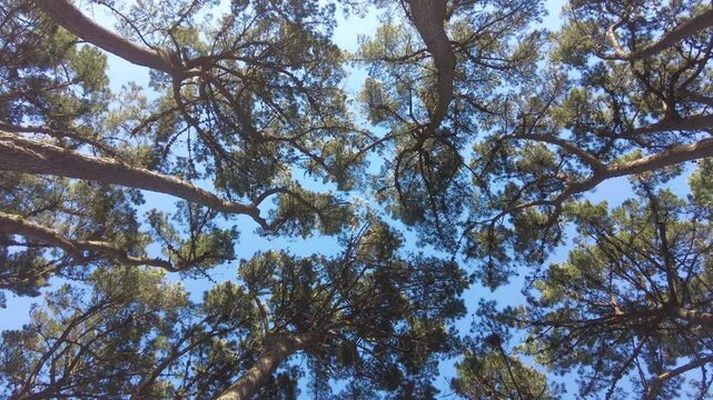 Bottom view of tall pine trees with green crowns spinning against a clear blue sky in a sunny forest, creating a dizzying effect and a feeling of connection with nature and freedom