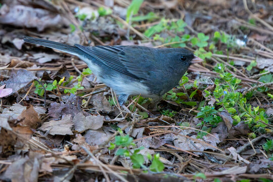 Dark-eyed Junco on the ground on a Spring morning.
