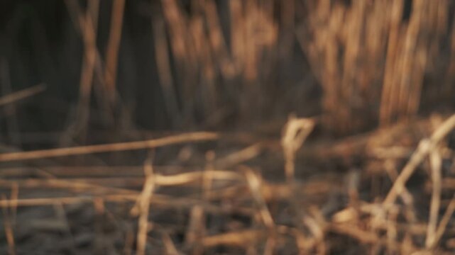 枯草の中の静かな沼