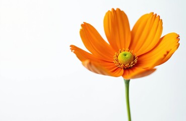 Obraz premium Close-up of vibrant orange cosmos flower with green center. Delicate petals bloom against isolated white background. Simple elegant floral detail for design. Nature beauty.