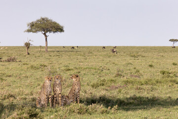 Waiting in the Shade © George Erwin Turner