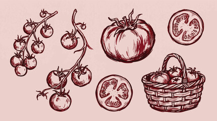 Hand-Drawn Tomato Illustrations with Vines, Slices, and Basket. © rama coloring studio
