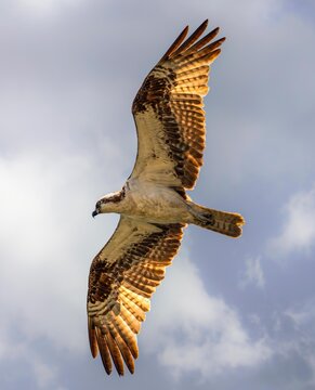 Osprey in flight with wings spread against soft blue sky in warm golden light