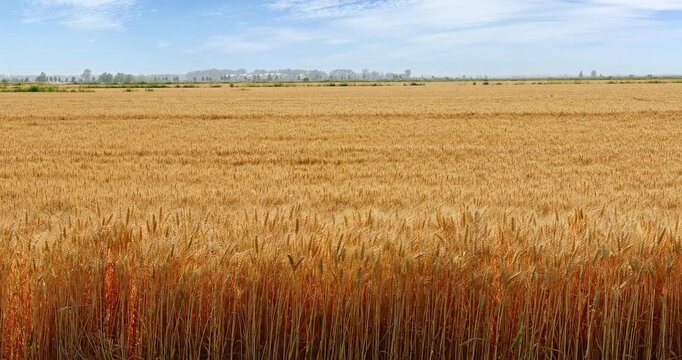 A vast golden wheat field ready for harvest under a blue sky