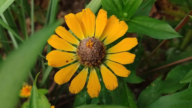 Beautiful zinnia flower blooming with vibrant colorful petals, showing ornamental garden beauty and natural floral elegance.