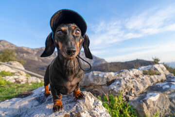 Dachshund dog in black hat standing on rocky mountain with blue sky, adventurous pet portrait, travel explorer, nature hiking lifestyle. © Masarik