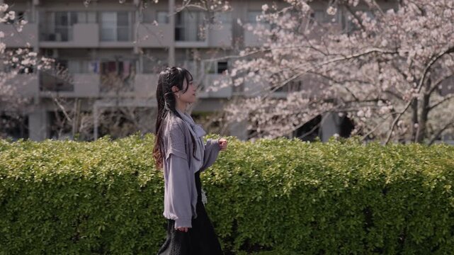満開の桜の道を歩く若い女性のスローモーションフォローショット