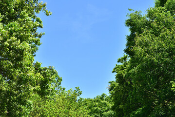 Fototapeta premium 青空と木