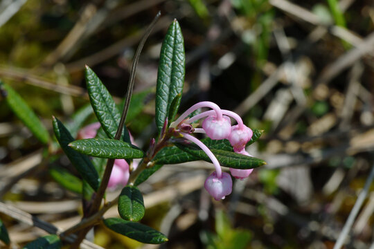 ヒメシャクナゲ（北海道・釧路湿原）
