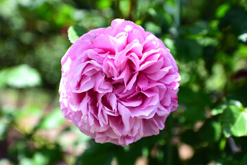 Fototapeta premium バラの花