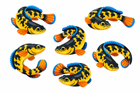 chana maru fish