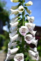 ジギタリスの花 © 修 大森