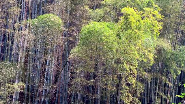 Wide shot of a dense bamboo forest with tall vertical green stalks and bushy yellow green foliage at the top creating a wall of vegetation in daylight The composition shows many thin trees packed toge
