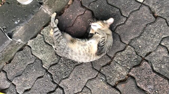 A tabby cat is curled up and sleeping peacefully but moving on a patterned grey stone pavement outdoors.